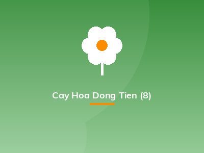 Cay Hoa Dong Tien (8)