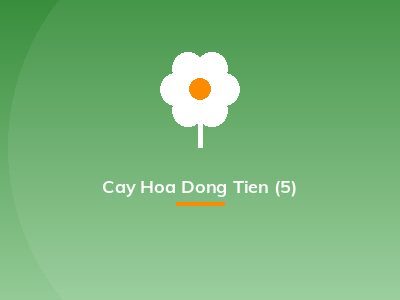 Cay Hoa Dong Tien (5)