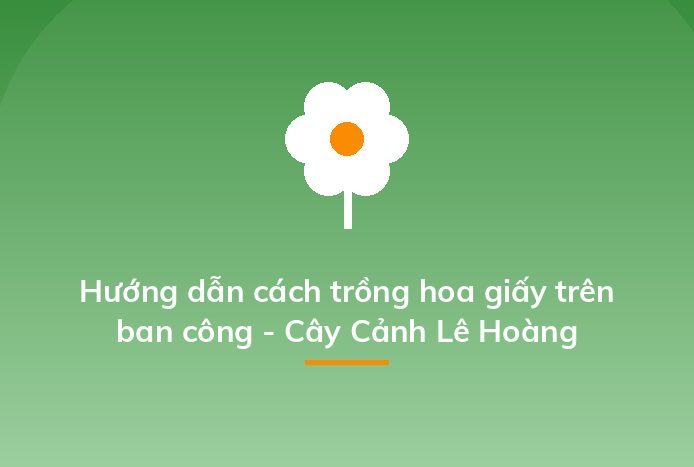 Hướng dẫn cách trồng hoa giấy trên ban công - Cây Cảnh Lê Hoàng