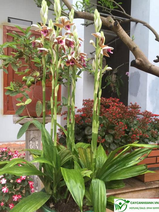 Hoa lan hạc đỉnh