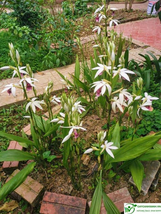 Cách chăm sóc lan hạc đỉnh