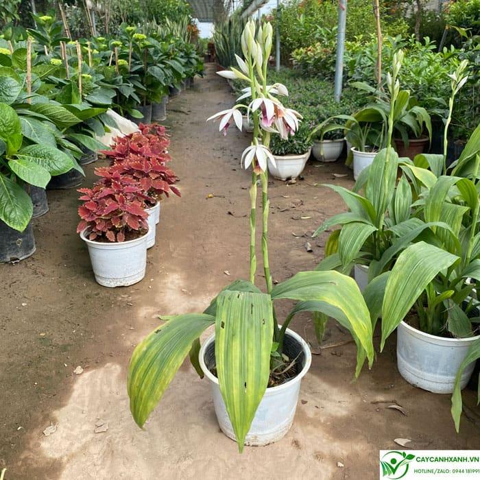 Mua cây lan hạc đỉnh