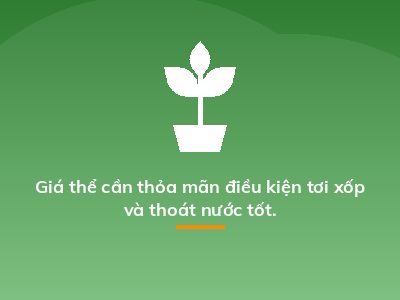 Giá thể cần thỏa mãn điều kiện tơi xốp và thoát nước tốt.