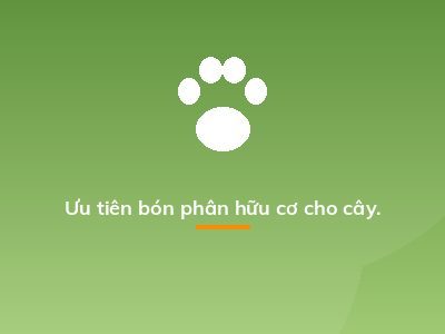 Ưu tiên bón phân hữu cơ cho cây.