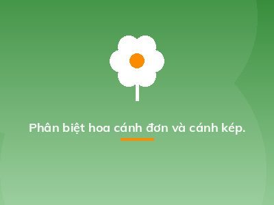 Phân biệt hoa cánh đơn và cánh kép.