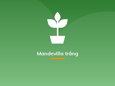 Mandevilla trắng