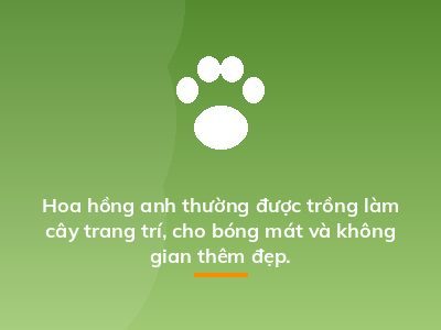 Hoa hồng anh thường được trồng làm cây trang trí, cho bóng mát và không gian thêm đẹp.