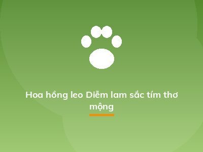 Hoa hồng leo Diễm lam sắc tím thơ mộng