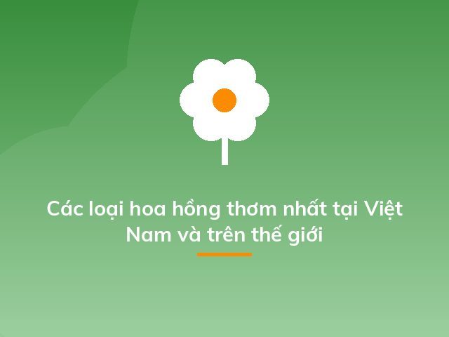 Các loại hoa hồng thơm nhất tại Việt Nam và trên thế giới