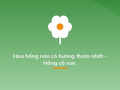 Hoa hồng nào có hương thơm nhất - Hồng cổ son.