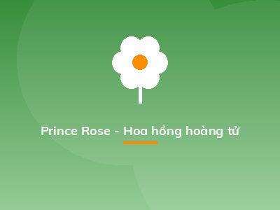 Prince Rose - Hoa hồng hoàng tử