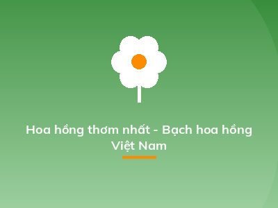 Hoa hồng thơm nhất - Bạch hoa hồng Việt Nam