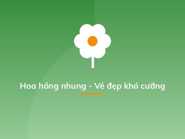 Hoa hồng nhung - Vẻ đẹp khó cưỡng