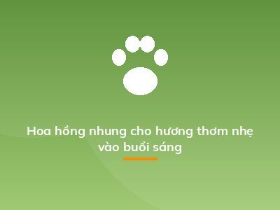 Hoa hồng nhung cho hương thơm nhẹ vào buổi sáng