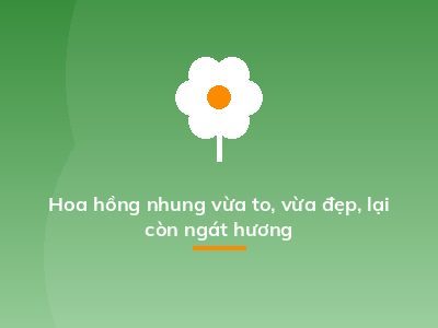Hoa hồng nhung vừa to, vừa đẹp, lại còn ngát hương