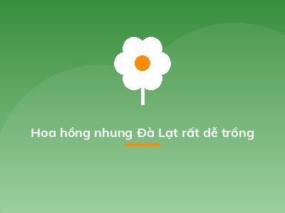 Hoa hồng nhung Đà Lạt rất dễ trồng