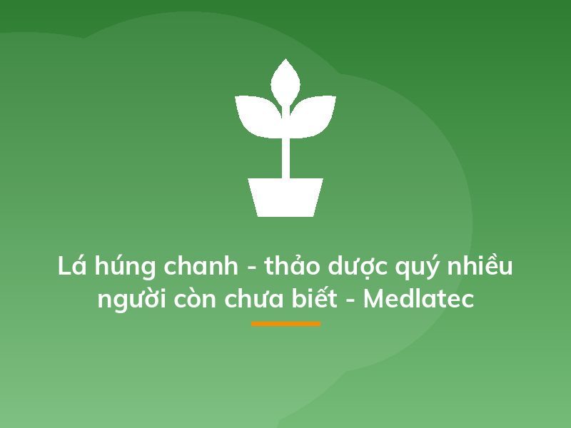 Lá húng chanh - thảo dược quý nhiều người còn chưa biết - Medlatec