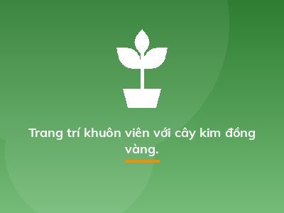 Trang trí khuôn viên với cây kim đồng vàng.