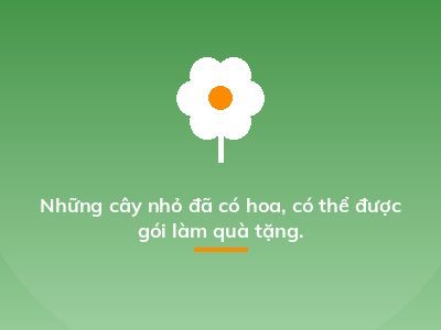 Những cây nhỏ đã có hoa, có thể được gói làm quà tặng.