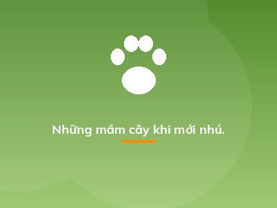 Những mầm cây khi mới nhú.
