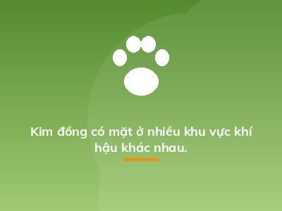 Kim đồng có mặt ở nhiều khu vực khí hậu khác nhau.