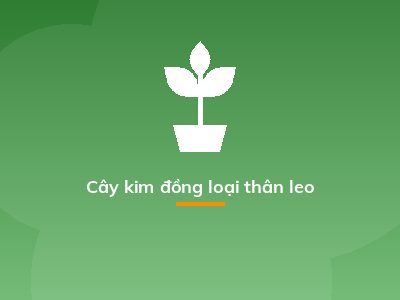 Cây kim đồng loại thân leo