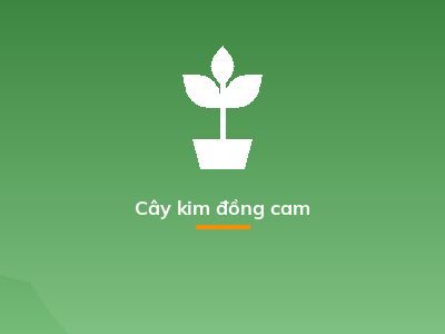 Cây kim đồng cam