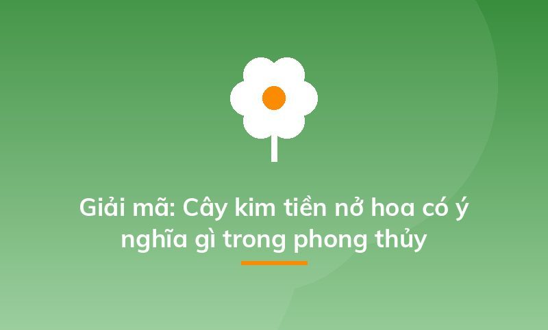 Giải mã: Cây kim tiền nở hoa có ý nghĩa gì trong phong thủy