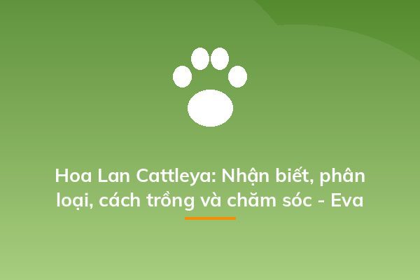 Hoa Lan Cattleya: Nhận biết, phân loại, cách trồng và chăm sóc - Eva