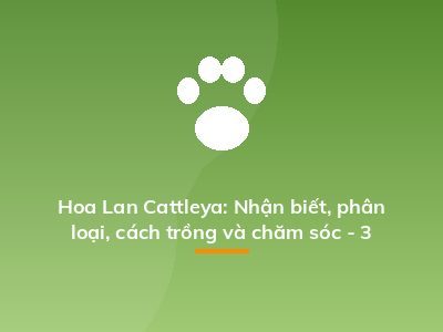 Hoa Lan Cattleya: Nhận biết, phân loại, cách trồng và chăm sóc - 3
