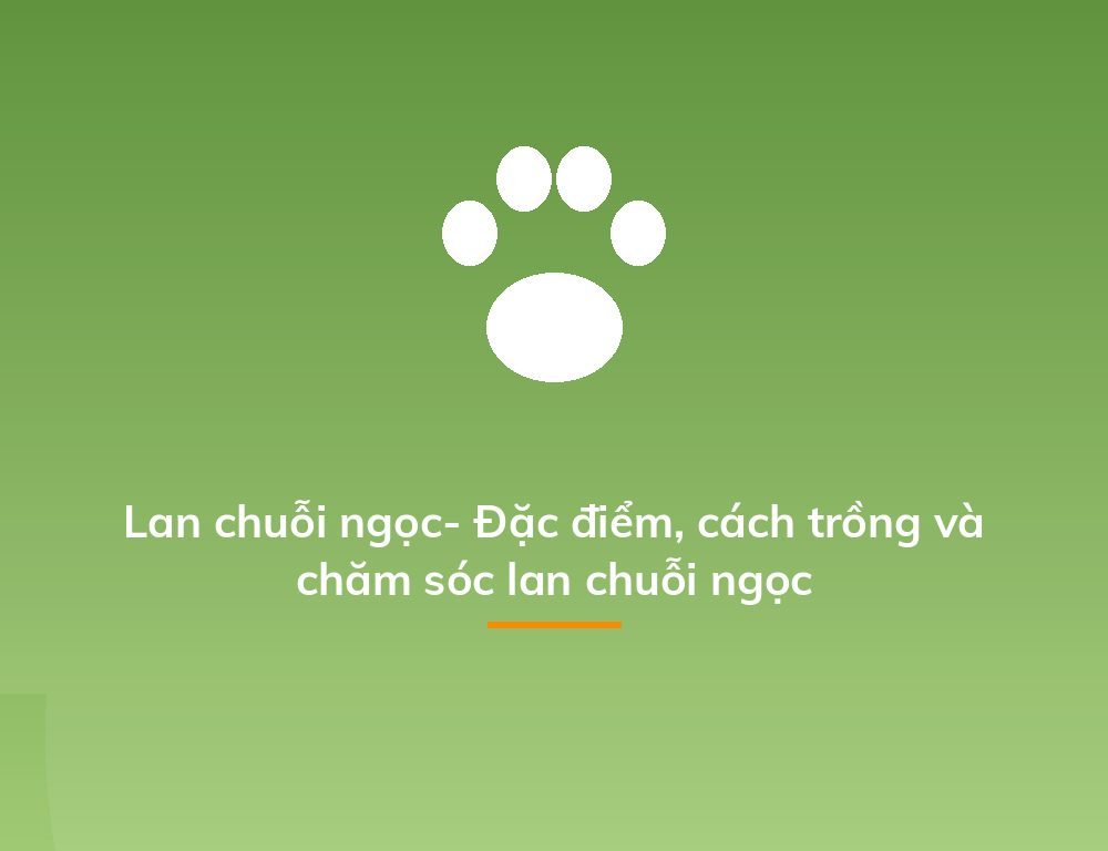 Lan chuỗi ngọc- Đặc điểm, cách trồng và chăm sóc lan chuỗi ngọc