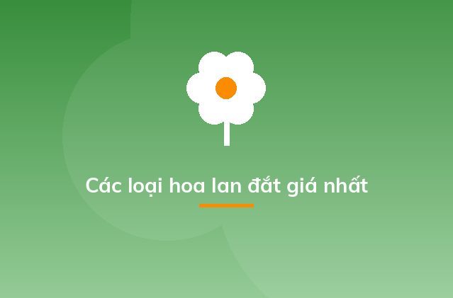 Các loại hoa lan đắt giá nhất