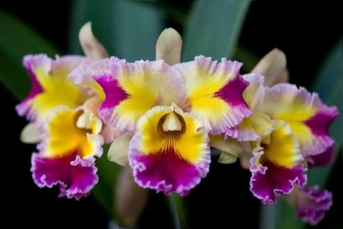 lan-cattleya