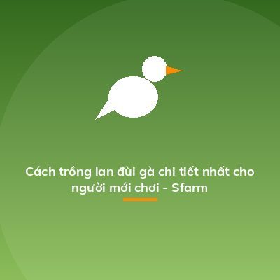 Cách trồng lan đùi gà chi tiết nhất cho người mới chơi - Sfarm