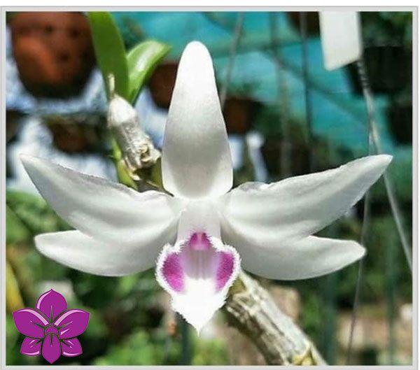 Phi Điệp 5CT Gái Nhảy Giá Bán Nguồn Gốc Mặt Hoa
