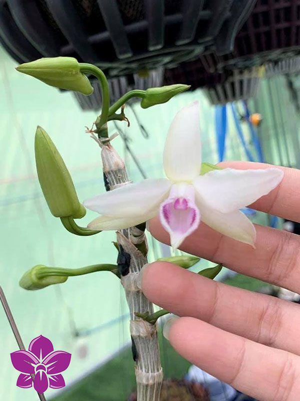 Keiki gái nhảy như bao nhiêu dòng phi điệp khác