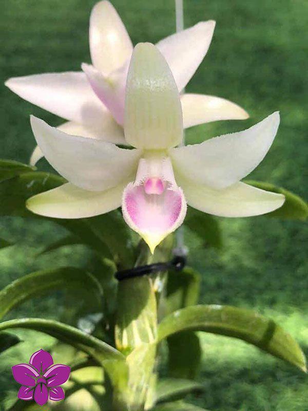 Hoa lan phi điệp 5CT Gái nhảy đang nở hoa
