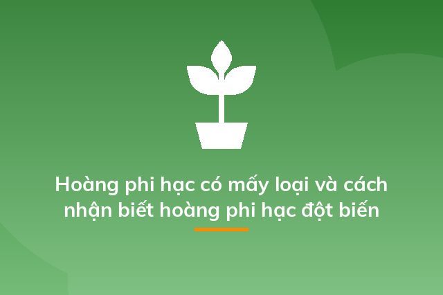 Hoàng phi hạc có mấy loại và cách nhận biết hoàng phi hạc đột biến