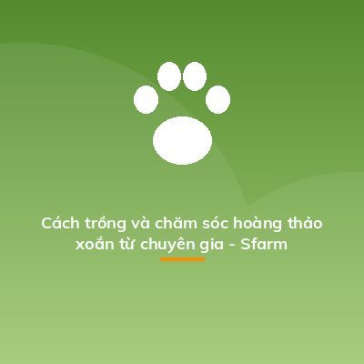 Cách trồng và chăm sóc hoàng thảo xoắn từ chuyên gia - Sfarm