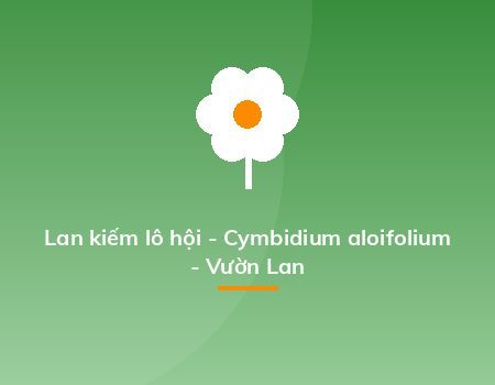 Lan kiếm lô hội - Cymbidium aloifolium - Vườn Lan