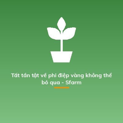 Tất tần tật về phi điệp vàng không thể bỏ qua - Sfarm