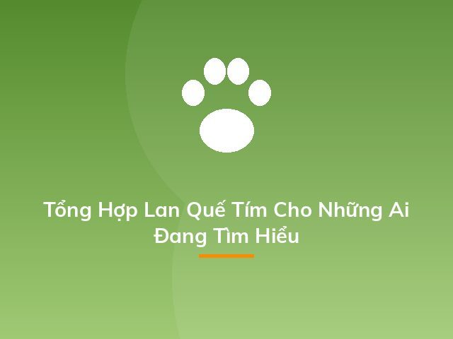 Tổng Hợp Lan Quế Tím Cho Những Ai Đang Tìm Hiểu