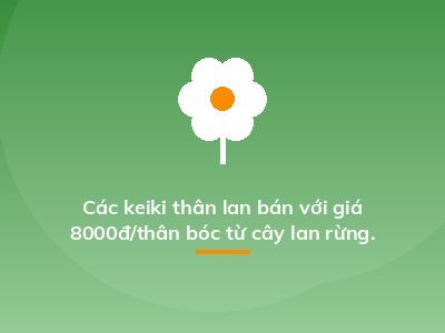 Các keiki thân lan bán với giá 8000đ/thân bóc từ cây lan rừng.