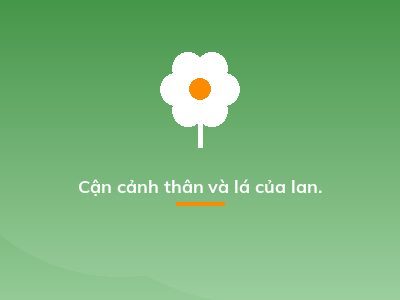 Cận cảnh thân và lá của lan.