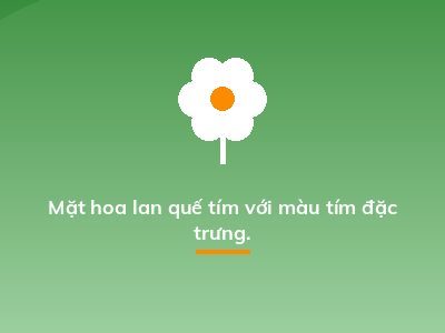 Mặt hoa lan quế tím với màu tím đặc trưng.