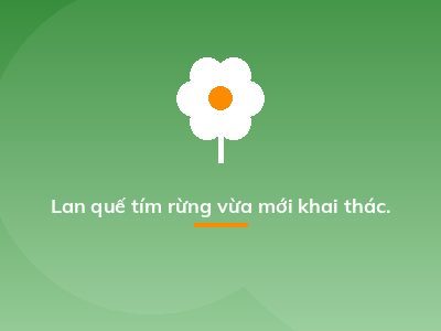 Lan quế tím rừng vừa mới khai thác.
