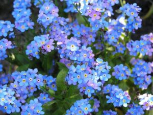 Tìm hiểu về Hoa lưu ly - Hoa Forget Me Not? - Shop hoa tươi 360