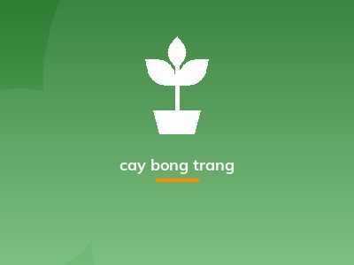 Hoa Mẫu đơn duyên dáng tuyệt đẹp, thơm nồng nàn - Hoala.vn