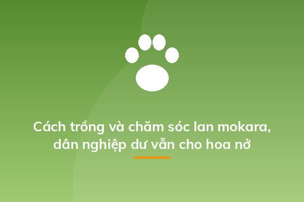 Cách trồng và chăm sóc lan mokara, dân nghiệp dư vẫn cho hoa nở