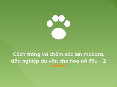 Cách trồng và chăm sóc lan mokara, dân nghiệp dư vẫn cho hoa nở đều - 2